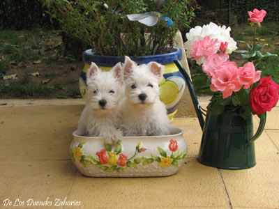 Westies-Marlene-Y-Diana0.jpg