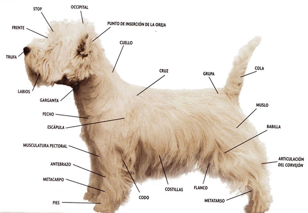 estructura_westie.jpg