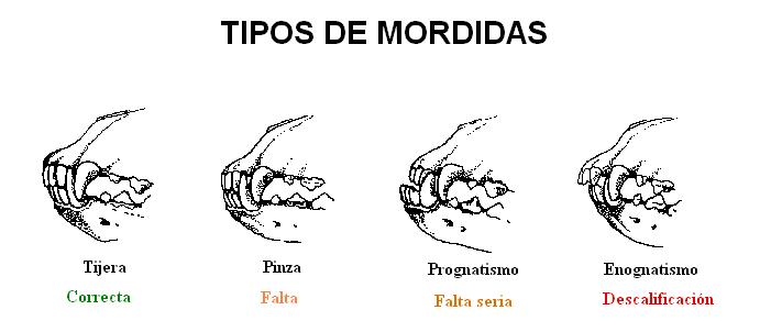 mordida.jpg