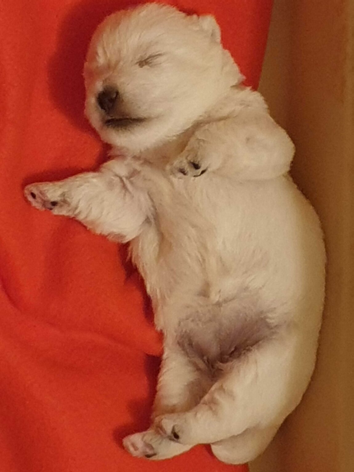 puppy-scaled.jpg